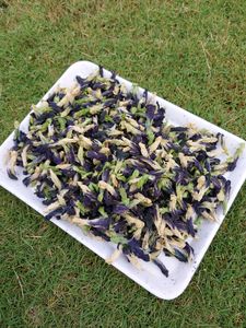 Dried Blue Pea/Butterfly Pea Flower 100 Units