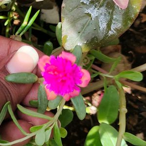 Cinderella 4 Variety Cutting