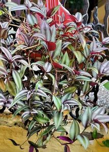 Purple-Green Wandering Jew (Tradescantia Zebrina)
