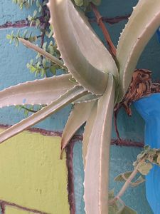 Alovera Plants