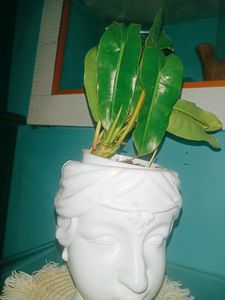 Philodendron Burle Marx