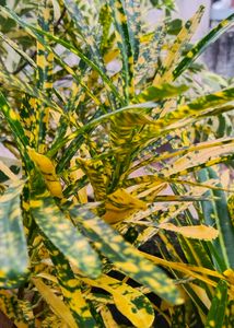 Golden Dust Thin Leaves Croton Stem  Available