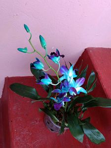 Orchids Hurry Limited Stock