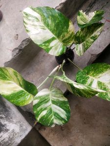 Combo 2  Magic Money Plant Without Pot