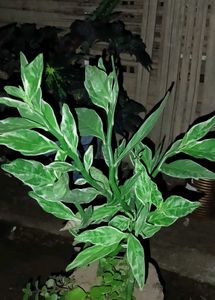 Devil&#39;s Backbone Plant