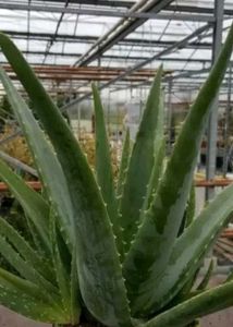 Fresh Aloevera Plant For Face Toner