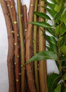 A Fresh Natural Chew Toothbrush, Neem Datun (10 P.