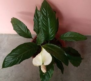 Peace lily