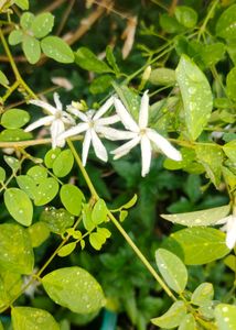 Night Queen Flower Plant Without Pot