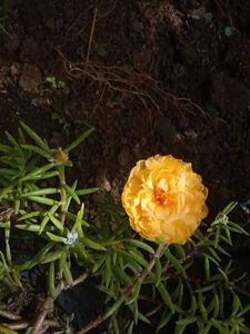 Portulaca Mixed Plant
