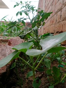 Pumpkin 🎃 Plant 🌵 Under 10 Cm