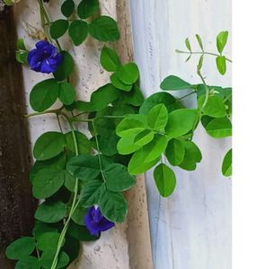 Plant Condition Healthy