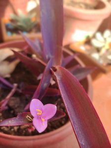 Purple Heart Cuttings