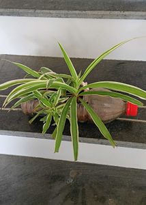 spider plant with babies