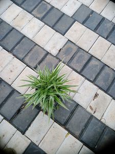10 Live Root Plants
