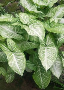 Syngonium Plant