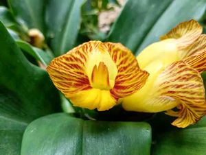 Insulin Plant - Remedy For Blood Sugar