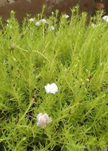 Live Portulaca Grandiflora Flowering Plant