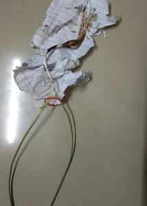 Yellow Rain Lily Flowers Bulb