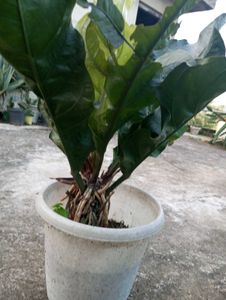Antherium Hookeri