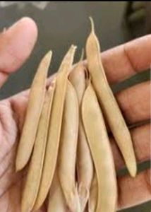 Aprajita Flower Seeds 5pcs.