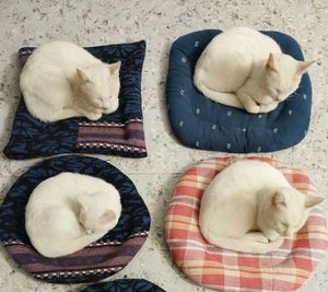 Cute Cat Beds (Set of 4)