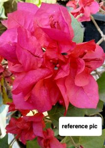 Bourgainvilleas Combo