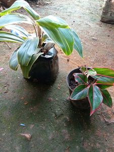 combo of Cordyline fruticosa and aglaonema Chinese