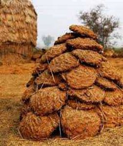Buffalo Uple And Cow Ke Bhi Available Hai