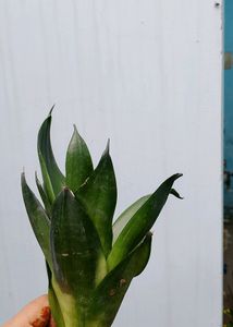 Sansevieria Hahnii Jade Green