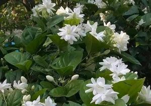 Jesmine Plant Pack Of 1