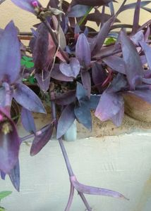 Purple Heart 3 Cutting