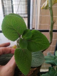 Ajwain Plant Cutting Easy To Grow
