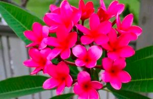 Combo Of 2 Color Beautiful Pulmeria Champa Cutting
