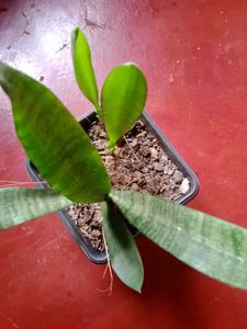Cobra Lily/Both for Indoor and Outdoor Plant