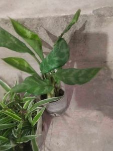 Combo Of 2 Plant Spider Or Green Agloneama