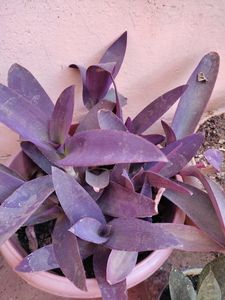 Purple Heart Cuttings