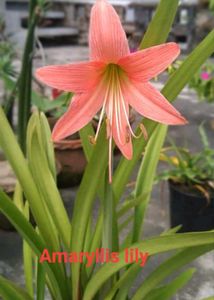 Combo Of 5 Plants Bulbs