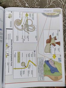 Human Anatomy Vol. 4 with workbook