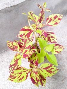 Assorted Beautiful Leaves Combo Plants