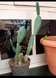 Combo Of 5 Plants