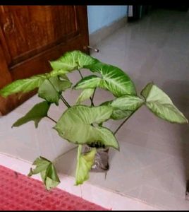 Pack 2 Arrowhead &amp; Callisia Fragrans: Plants &amp; Pot