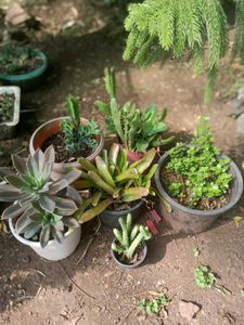 5 Set Of Very Healthy Plants