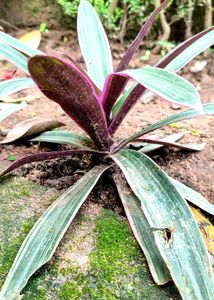Tri Colour Oyster Plant