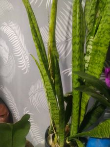 Long Leaf Snake Airpurifying Plant