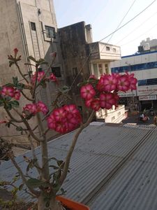 Seeds Of Adenium Plant Pink Colour