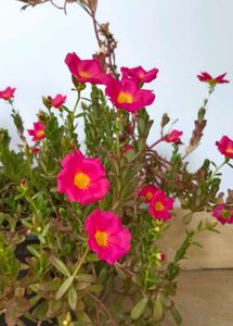 Portulaca Cuttings 5-6