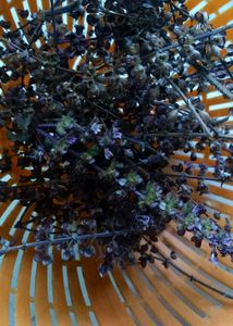 Shyama Tulsi seeds