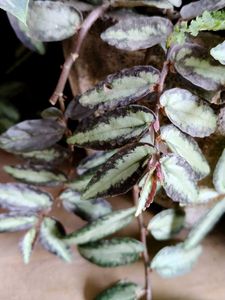 Pellionia Vine