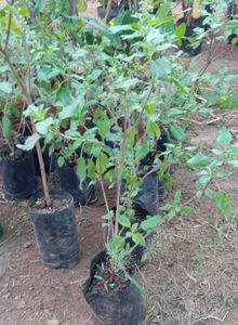 Tulsi And Song Of India Plant
